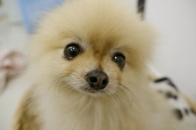 Close-up portrait of a dog