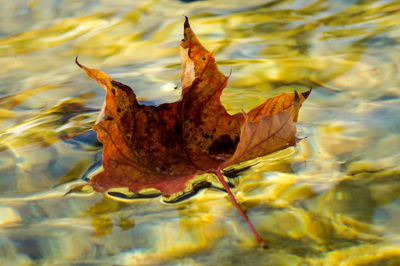 Close-up of dry maple leaves