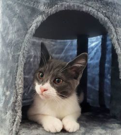 Close-up portrait of cat in kennel