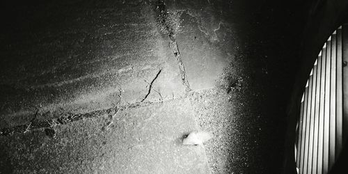 High angle view of turtle in water