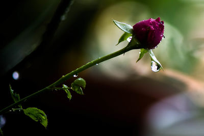 Close-up of wet flower buds