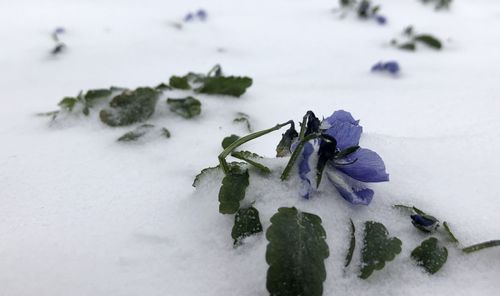 Close-up of snow covered plant on field