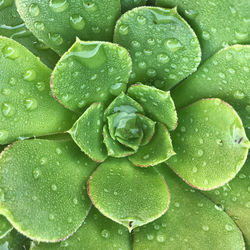 Full frame shot of wet green leaves