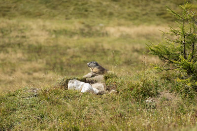 Alpine marmot in high mountains in bavaria, germany in autumn