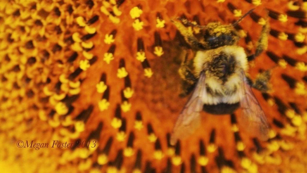 one animal, animal themes, insect, animals in the wild, yellow, wildlife, flower, bee, close-up, selective focus, nature, pollination, fragility, beauty in nature, honey bee, petal, focus on foreground, outdoors, no people, day