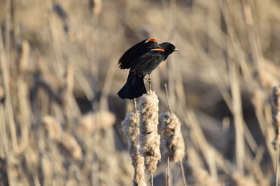 Close-up of bird perching on bullrushes