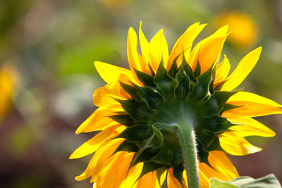 Close-up of yellow flower