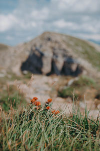 Scenic view of grassy field against sky