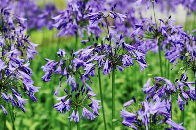 Close-up of purple flowers