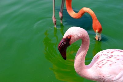 Close-up of flamingos in lake