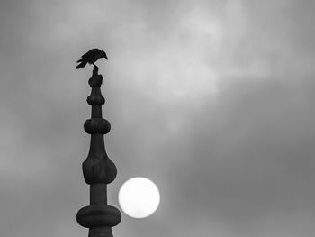 Low angle view of birds perching on the sky