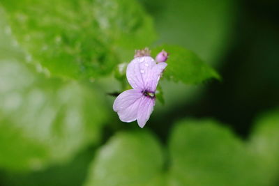 Close-up of purple flowering plant