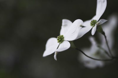 Close-up of white flowers