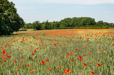 Red poppies on field against sky