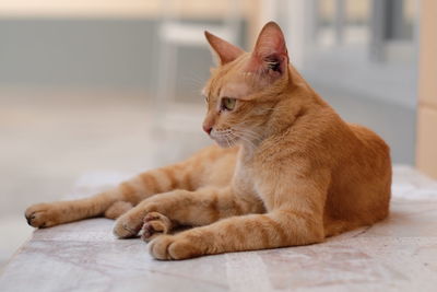 Close-up of cat
