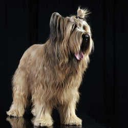 Close-up of dog