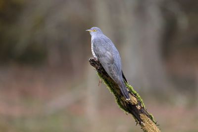 Close-up of bird perching on branch against blurred background