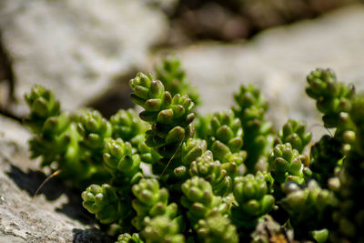 Close-up of fresh green plant