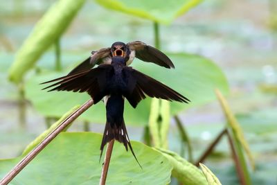 Swallows over plants