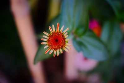 Close-up of red flower