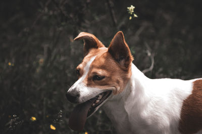 Close-up of dog looking away