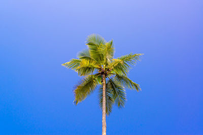 Low angle view of coconut palm tree against clear blue sky