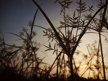 Low angle view of silhouette plants against sunset sky