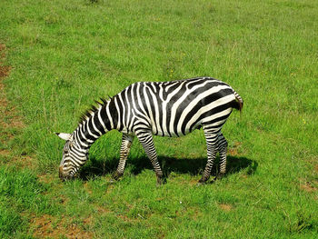 Zebras in a field