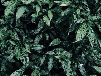 Full frame shot of plants