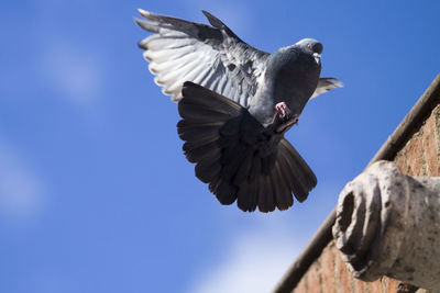 Low angle view of pigeon flying over retaining wall against sky