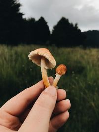 Close-up of hand holding mushroom