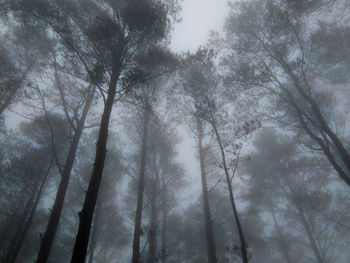 Low angle view of trees in forest