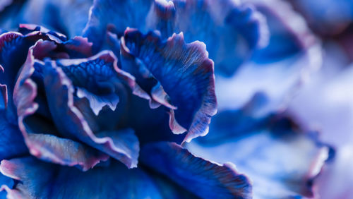 Close-up of purple flowering plant