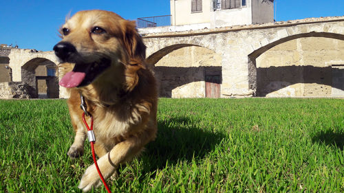 Dog on grass against sky