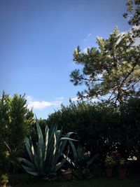 Plants growing on tree against sky