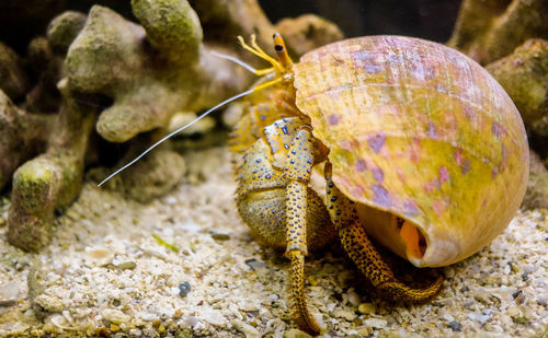 Close-up of shell on rock