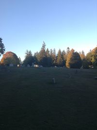 Trees on field against clear blue sky