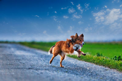 Dog running on road