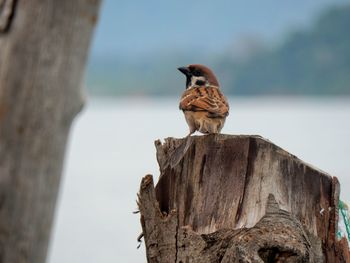 Close-up of sparrow perching on wood against sky