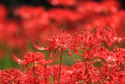 Close-up of red flowers