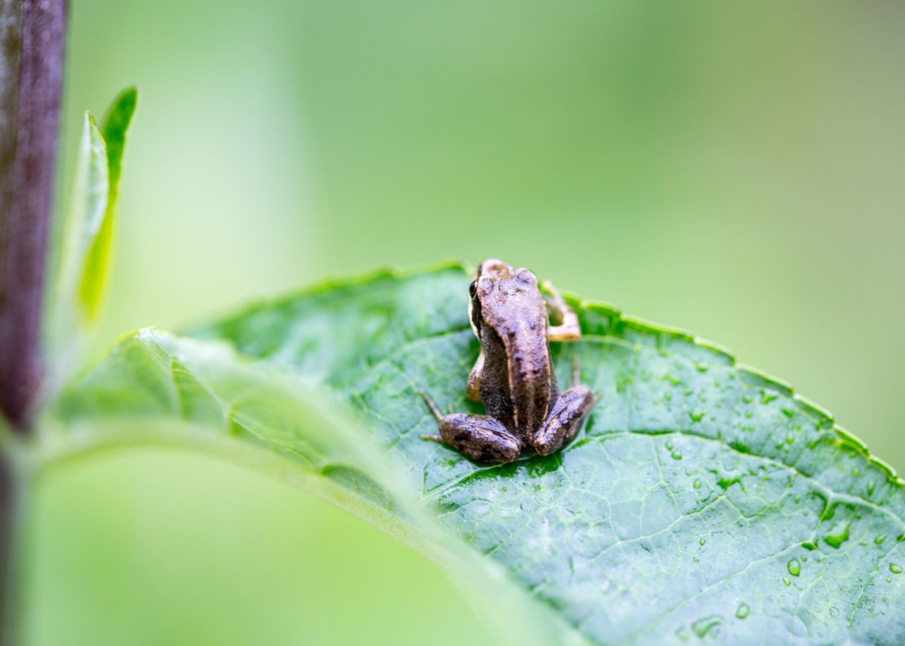 close-up, green color, plant part, leaf, animal wildlife, selective focus, one animal, animals in the wild, plant, animal, animal themes, no people, nature, invertebrate, insect, day, growth, beauty in nature, vulnerability, outdoors