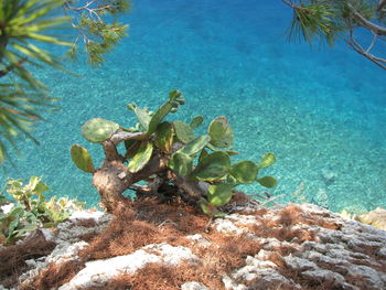 Plant growing on rock by sea