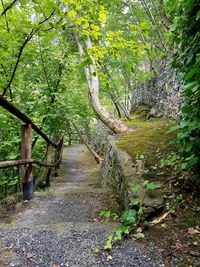 Trees in forest