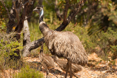 Close-up of emus on field