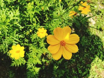 Close-up of yellow flowers blooming outdoors