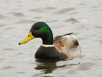 Duck swimming in lake