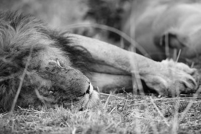 Close-up of lion sleeping on field at maasai mara