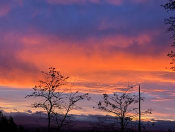 Low angle view of silhouette tree against orange sky