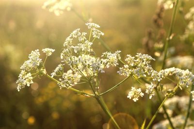 Flowers bathed in sunlight