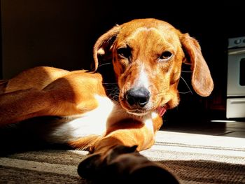 Close-up portrait of dog against black background